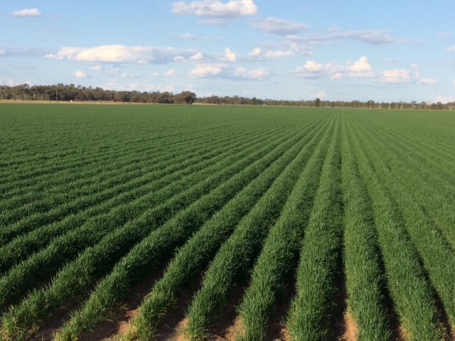 , Lachlan Valley Water